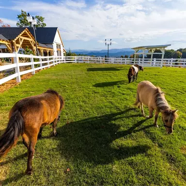 horses mingling around the ranch 