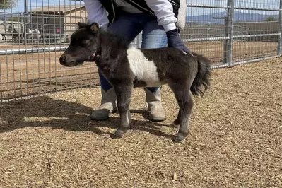 one of the miniature horses at SkyLand Ranch in Sevierville TN