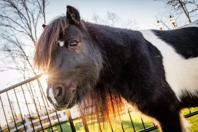 miniature horse at SkyLand Ranch in Sevierville TN