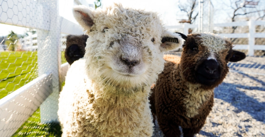 miniature animals at SkyLand Ranch