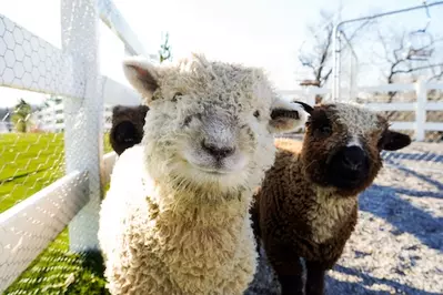 miniature animals at SkyLand Ranch