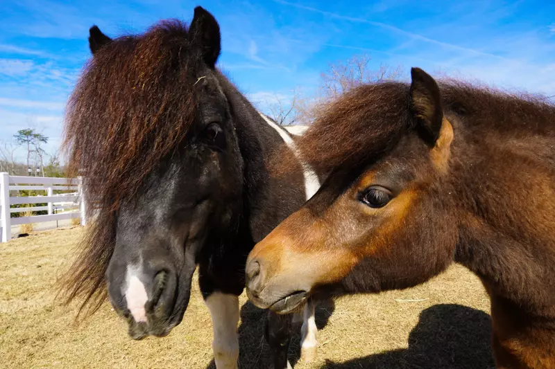 miniature horses at SkyLand Ranch