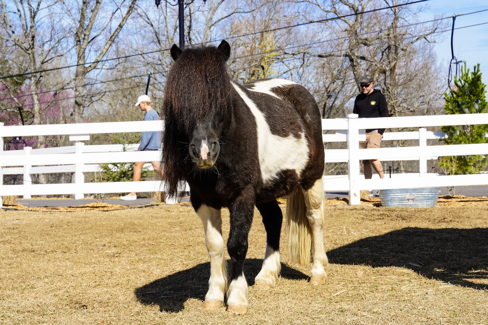miniature horse at SkyLand Ranch in Sevierville