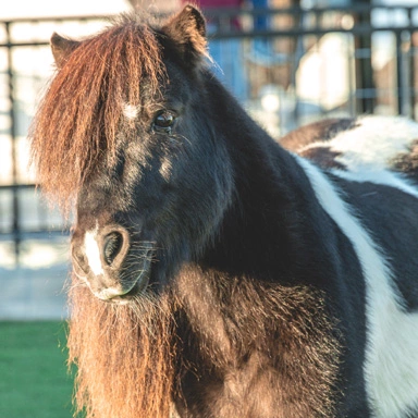miniature horse at SkyLand Ranch