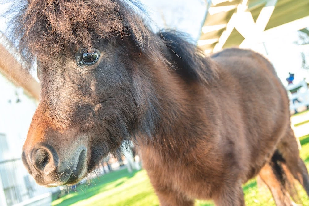 miniature horse at SkyLand Ranch in Sevierville 