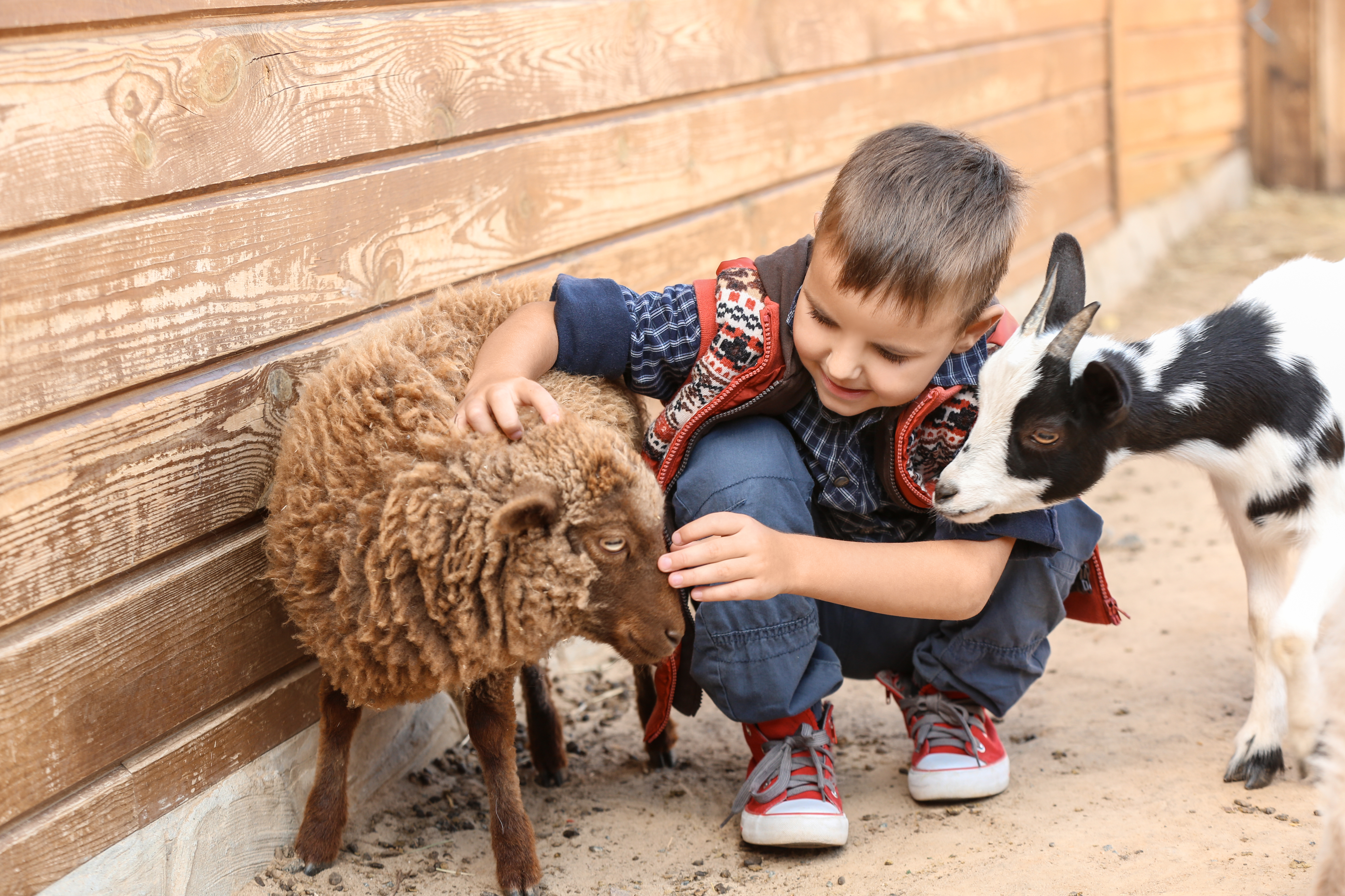 kid petting sheep and goat