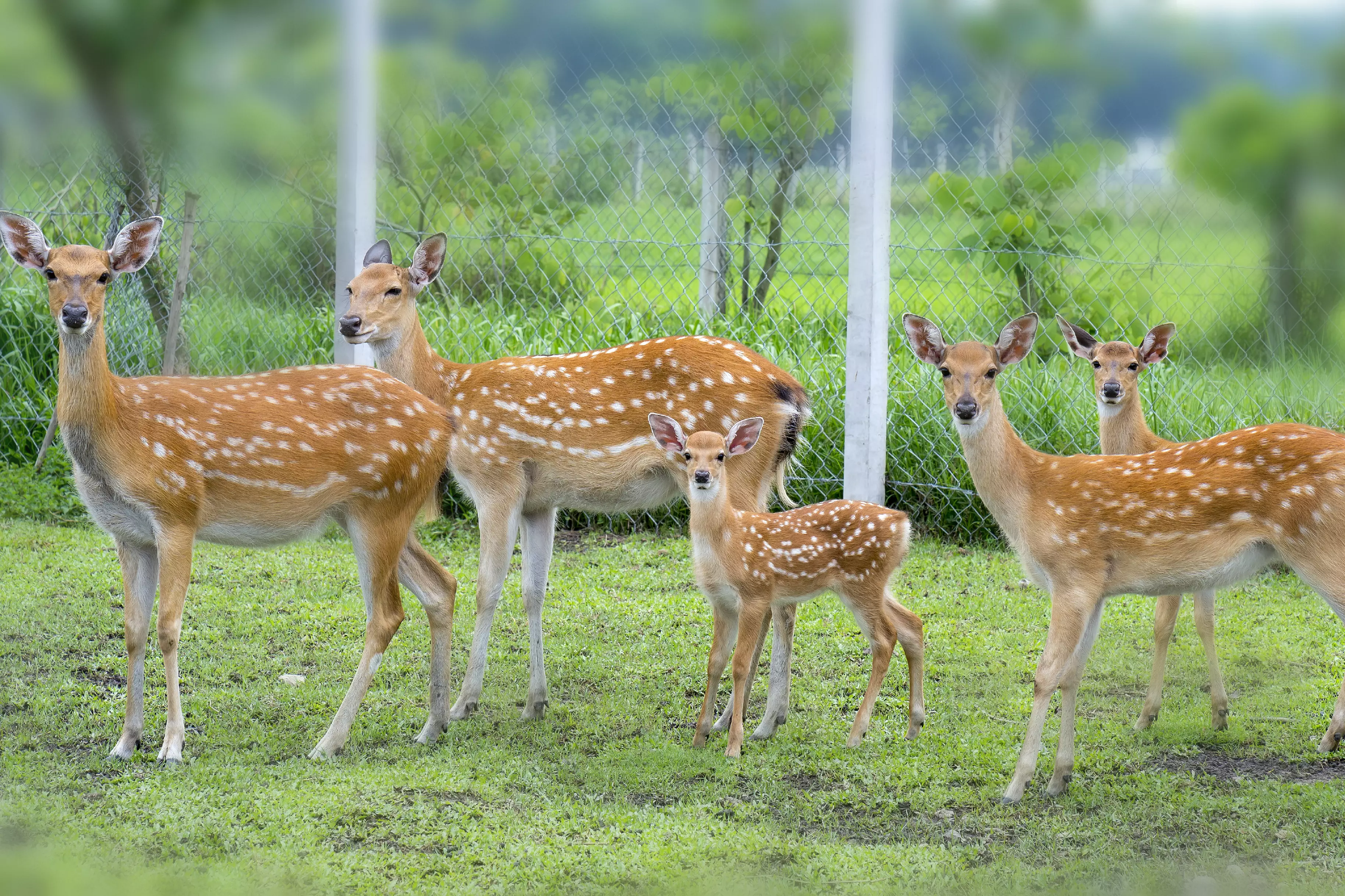 white-tailed deer