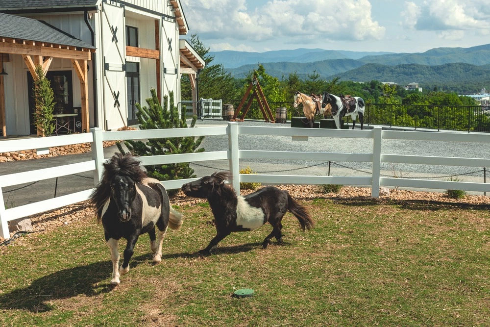 miniature horses at SkyLand Ranch