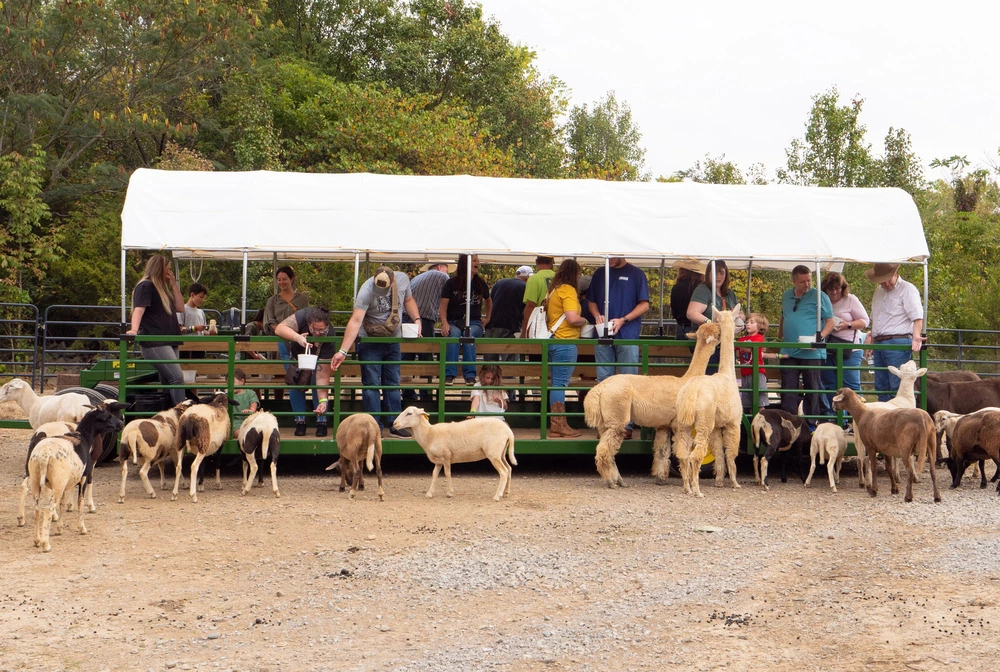 Variety of SkyLand Ranch animals being fed during Safari Hayride