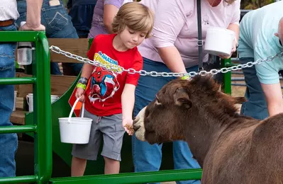 kid feeding donkey during Safari Hayride