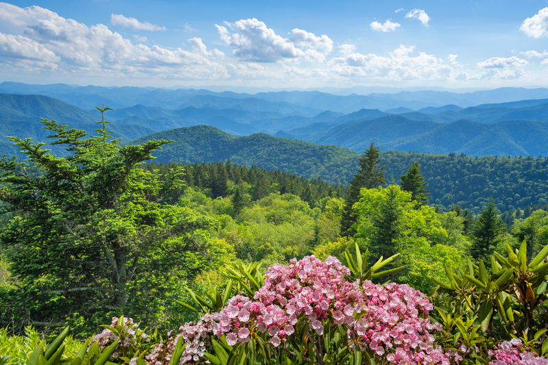 Smoky Mountain landscape with pink wildflowers and lush greenery