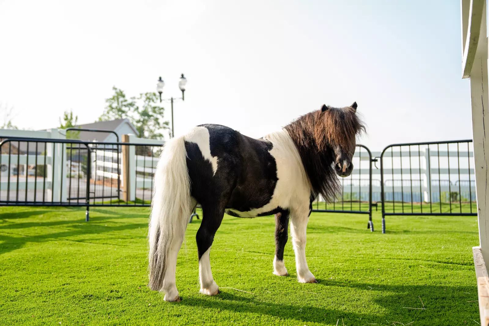 miniature horse