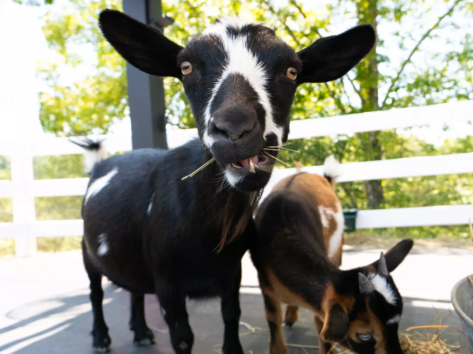 goat
