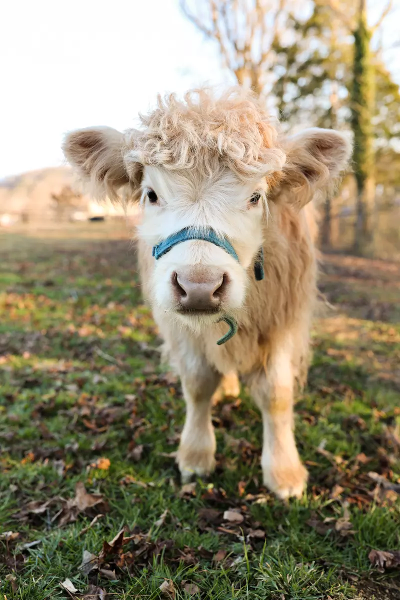 miniature cow