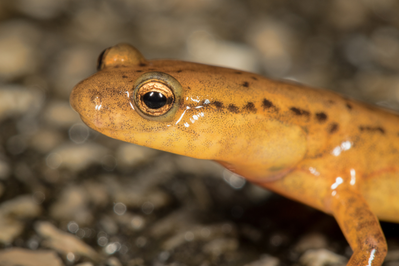 Junaluska salamander in the Great Smoky Mountains