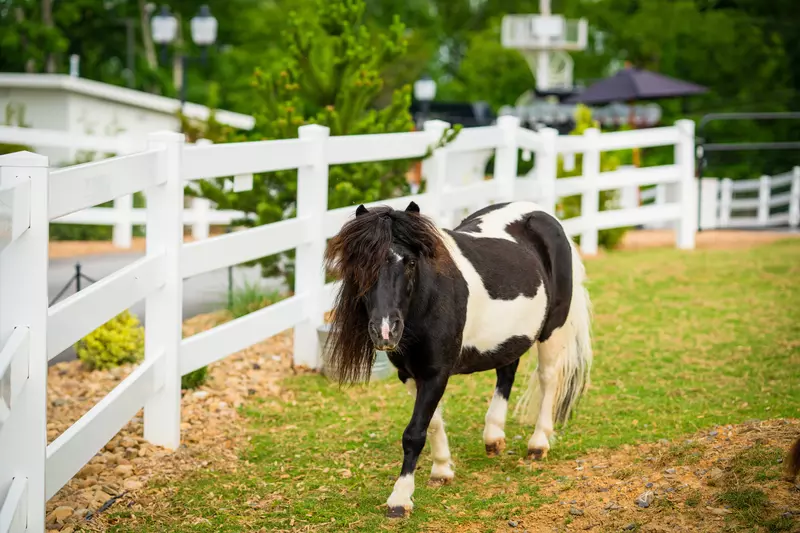miniature horse