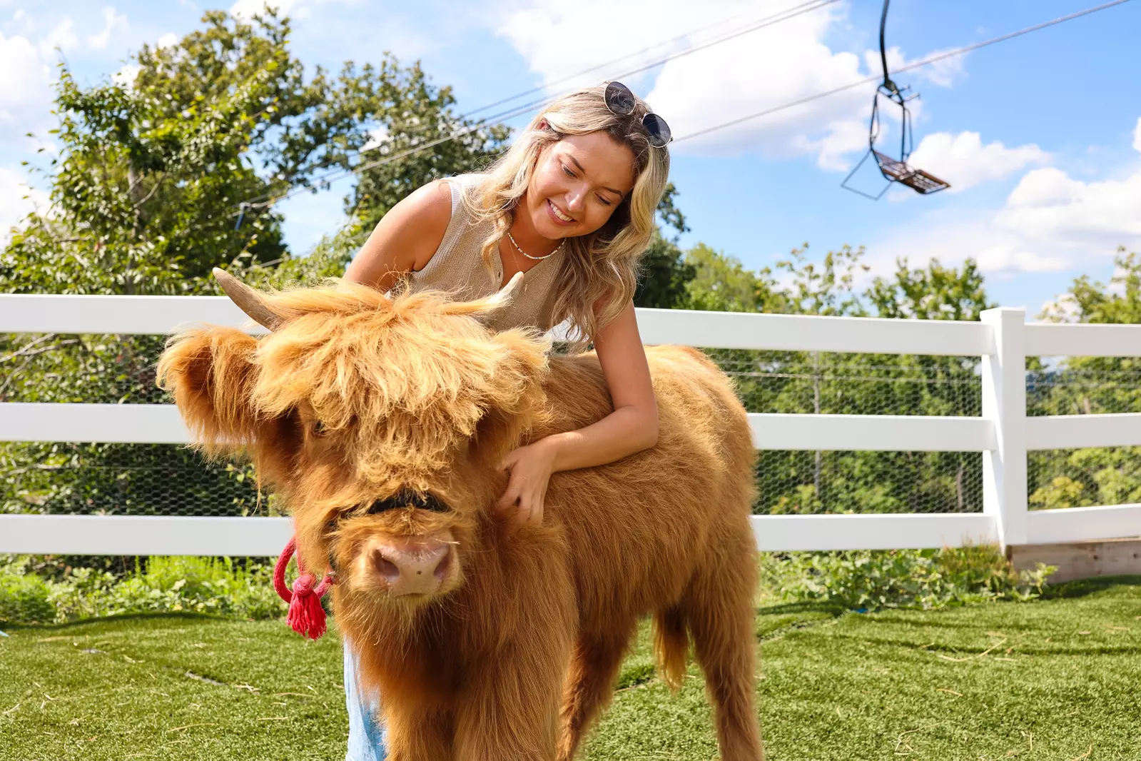 woman petting miniature cow