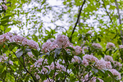 mountain laurel flowers