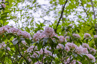 mountain laurel flowers
