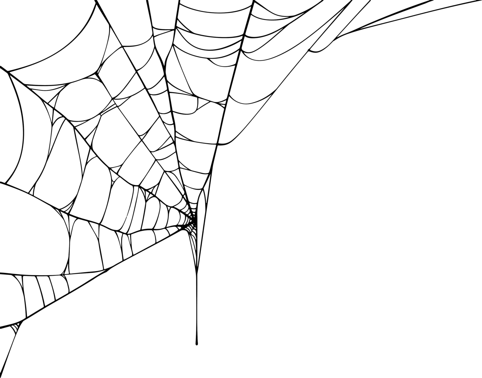 spider web