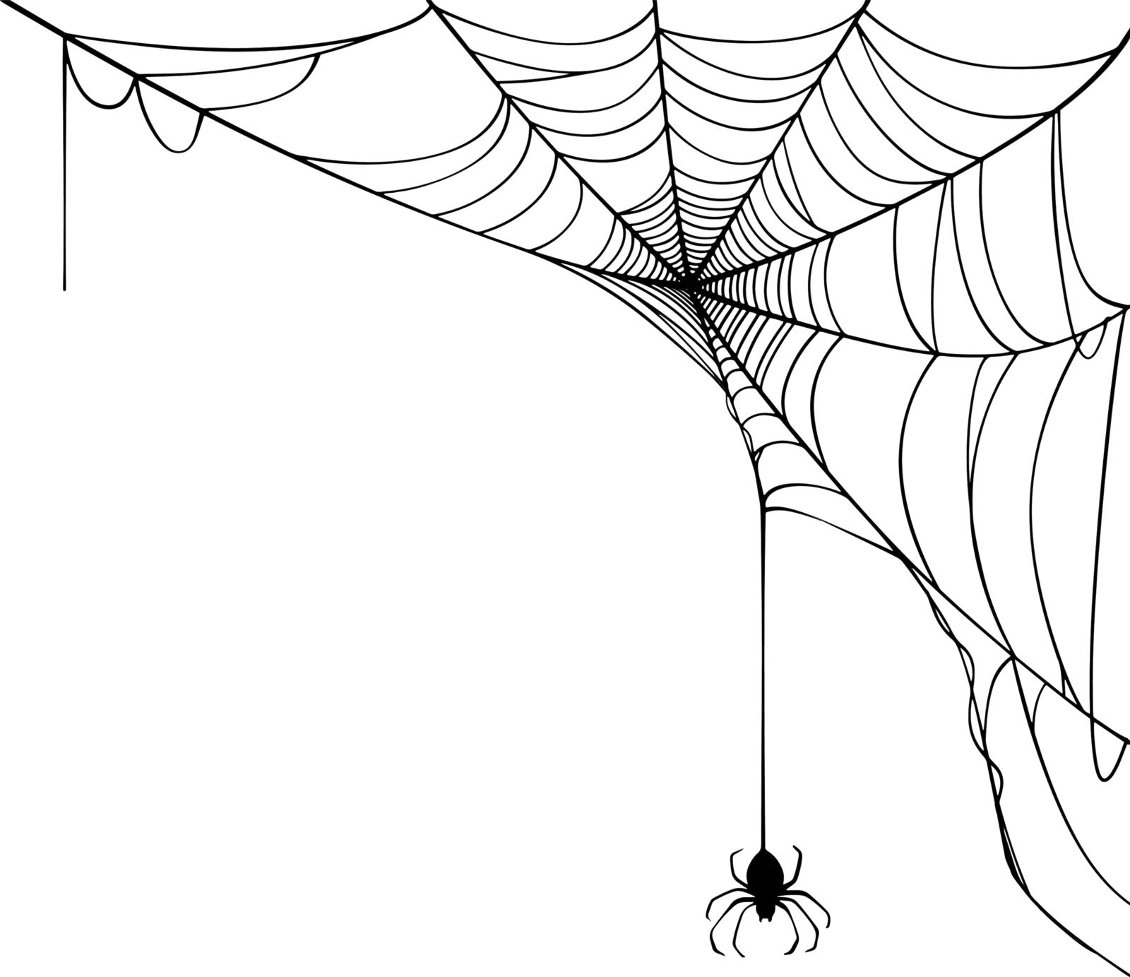 spider web