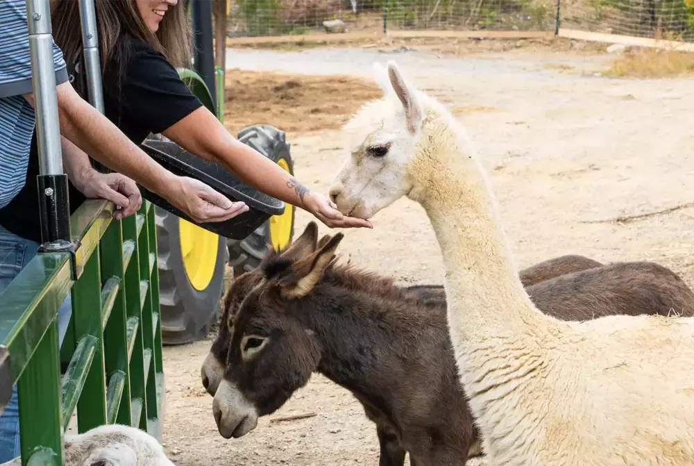feeding alpaca and donkeys on Safari Hayride