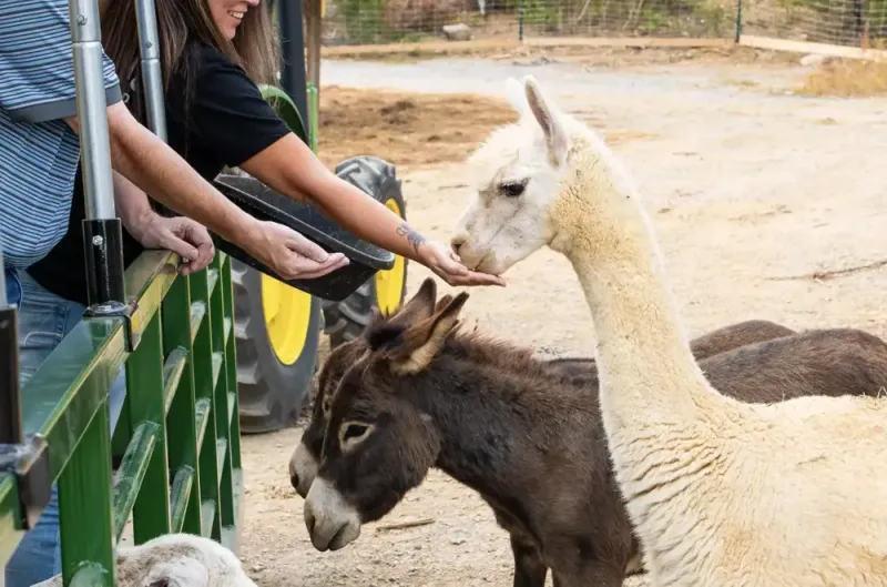 feeding alpaca and donkeys on Safari Hayride at SkyLand Ranch