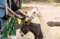 feeding alpaca and donkeys on Safari Hayride at SkyLand Ranch