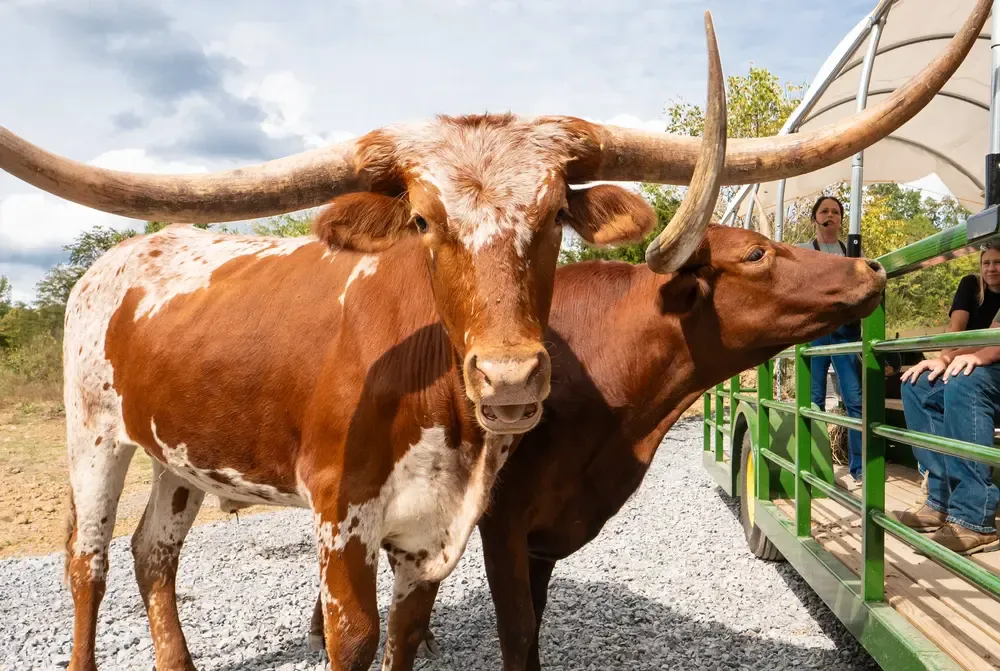SkyLand Ranch longhorns on Safari Hayride