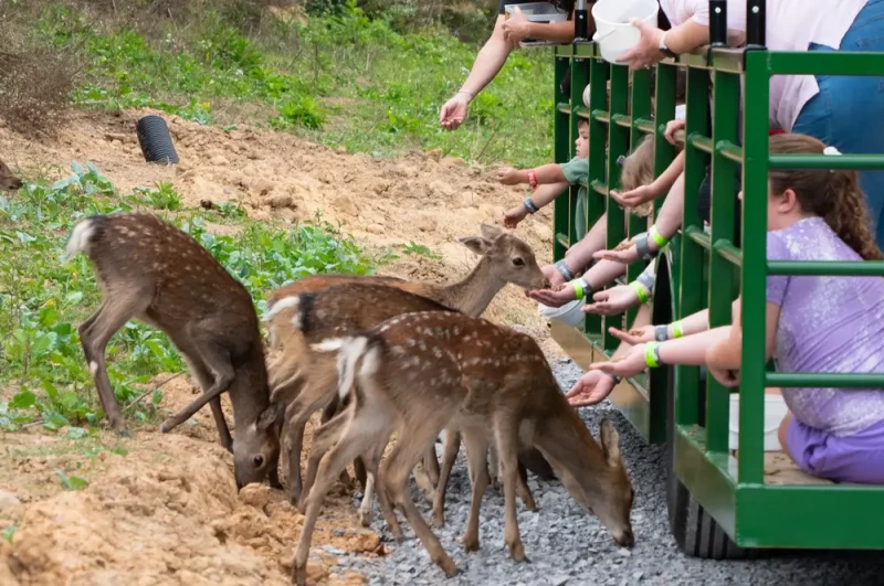 feeding deer on Safar Hayride at SkyLand Ranch