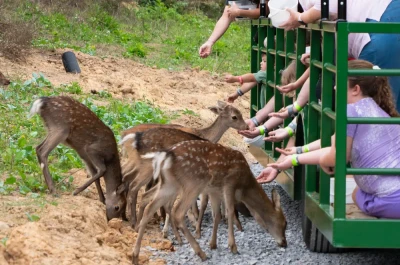 feeding deer on Safar Hayride at SkyLand Ranch