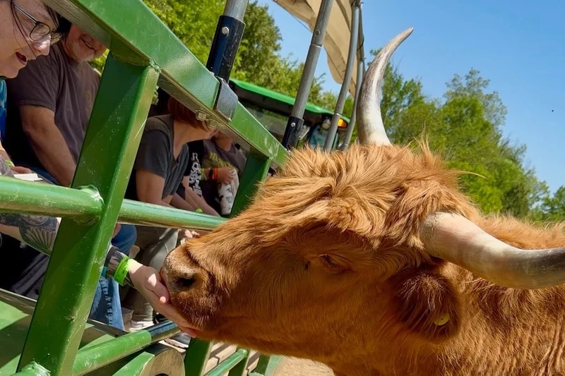 kid feeding animal