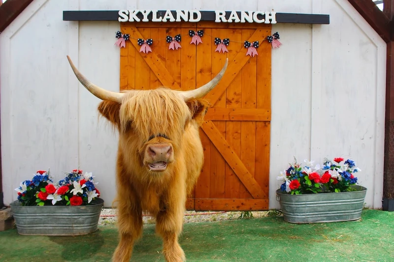 Dozer the mini highland cow