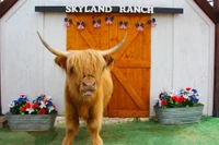 Dozer the mini highland cow